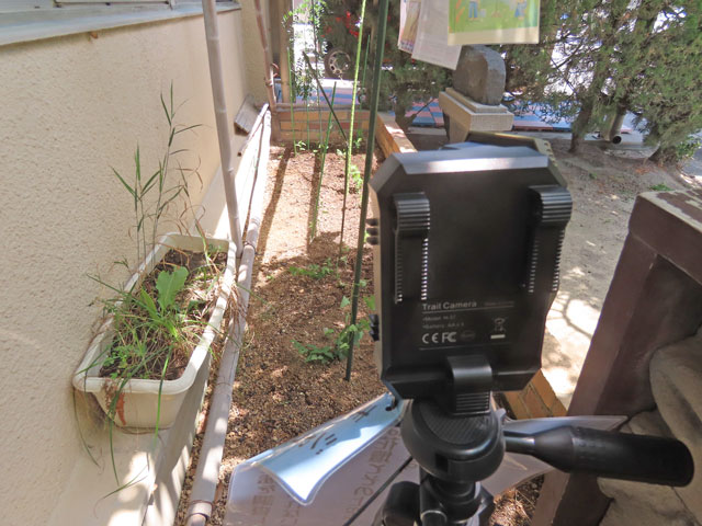 �g���C���J�����ƉԒd