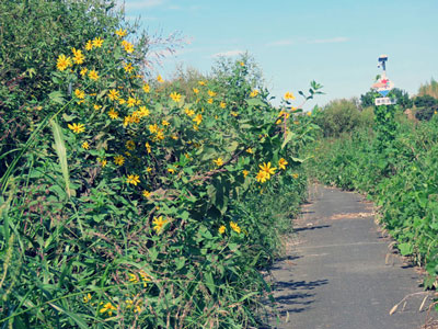 �L�N�C���̉Ԃ������܂�