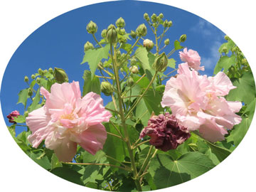 �X�C�t���E