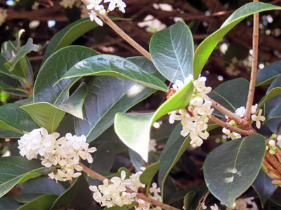 �M�����N�Z�C