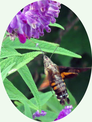 �z�V�z�E�W���N