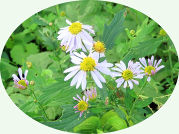 �J���g�E�����i