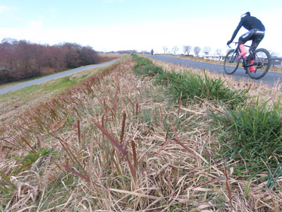 �`�K���ƃq�K���o�i�̗�