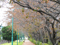 鴻沼畔の桜