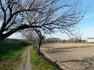 鴨川堤桜並木