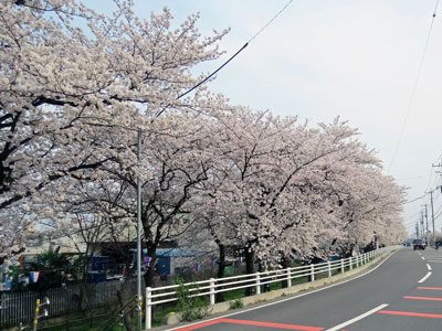 鴨川堤桜通り公園の桜