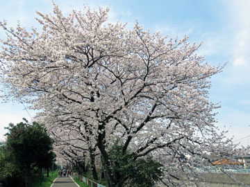 鴻沼川畔の桜