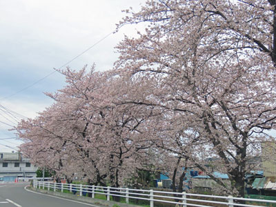 鴨川堤桜通り公園の桜並木