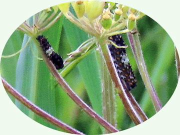 ジャコウアゲハ幼虫
