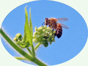 アレチウリ雌花とハチ