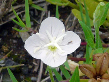 アカバナユウゲショウ白花