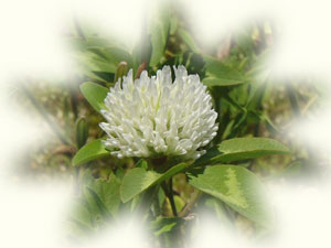赤詰草の白花