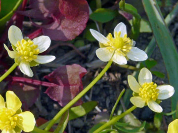 ヒキノカサ白花