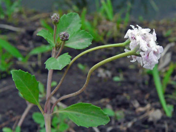 ヒメイワダレソウの花茎