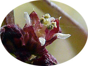 ヒメミソハギの花