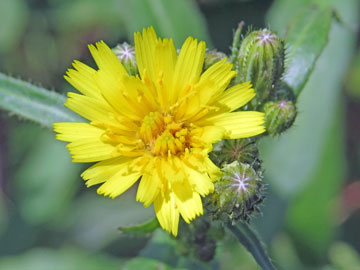 コウゾリナ花