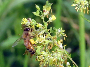 ノカラマツにミツバチ