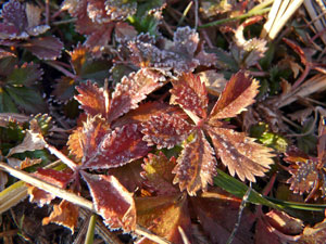 霜のついた葉に朝日