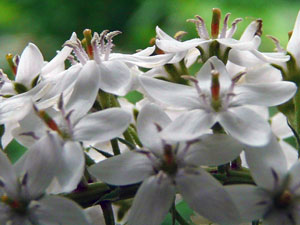 オカトラノオの長花柱花